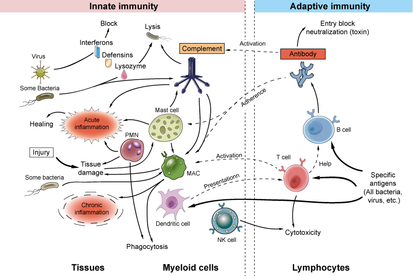 Adaptive vs Innate immunity